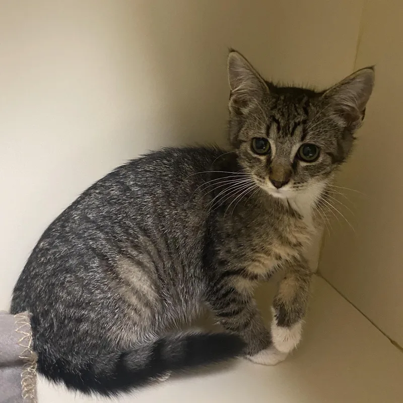 A baby small-sized female Tabby (Brown / Chocolate) Domestic Short Hair cat named Paula for adoption in Elyria, OH
