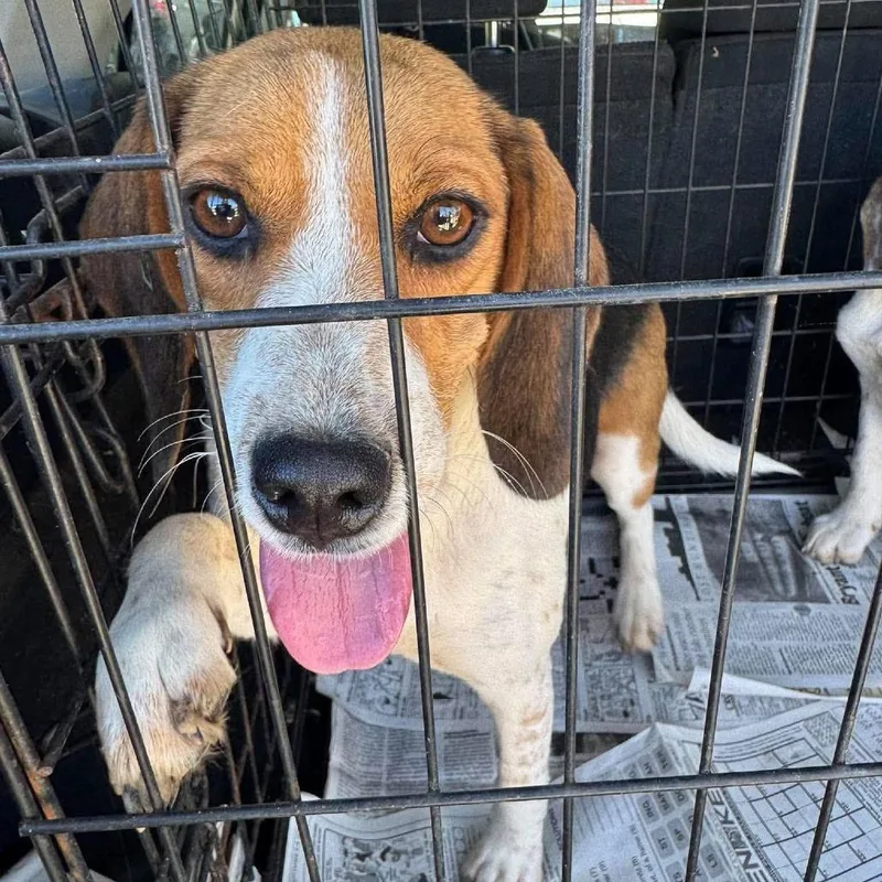 An adult medium-sized female Beagle dog named Fern for adoption in Washington, DC
