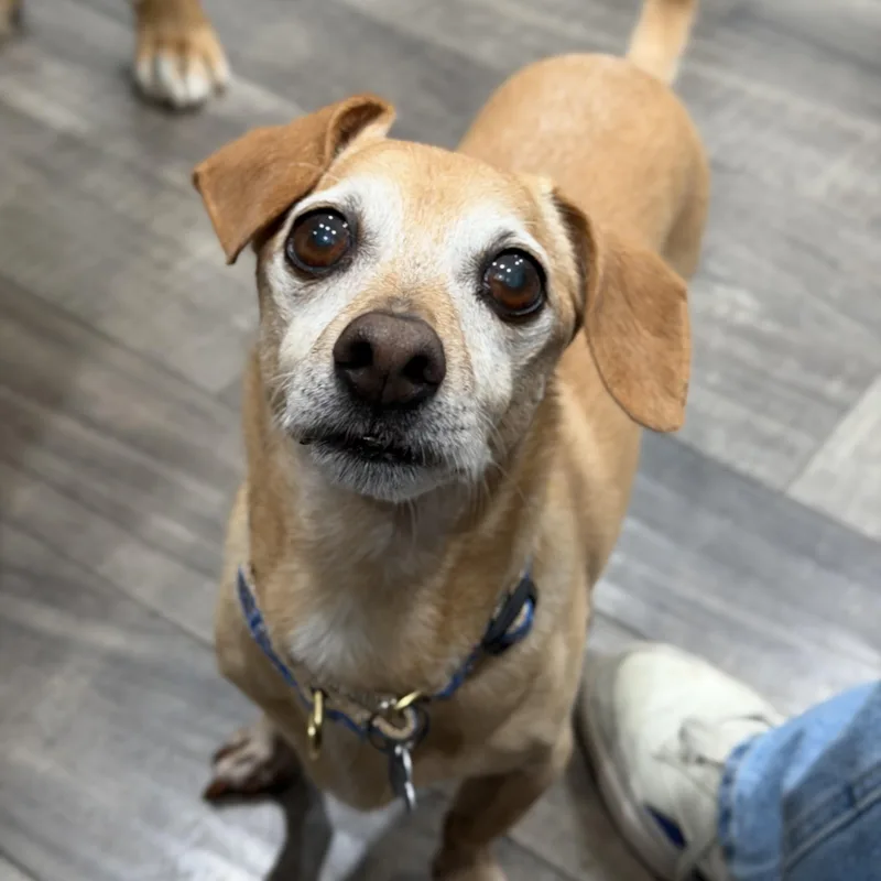 A senior small-sized male Dachshund dog named Slinky for adoption in Mahwah, NJ