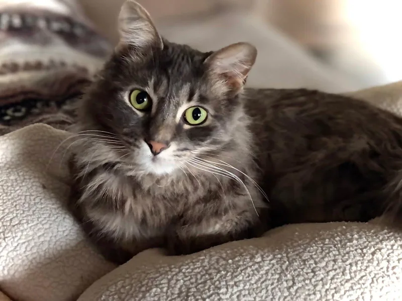 A young medium-sized male Gray & White Norwegian Forest Cat cat named Valentine Lovingbonded To Midnight for adoption in Hartford, CT