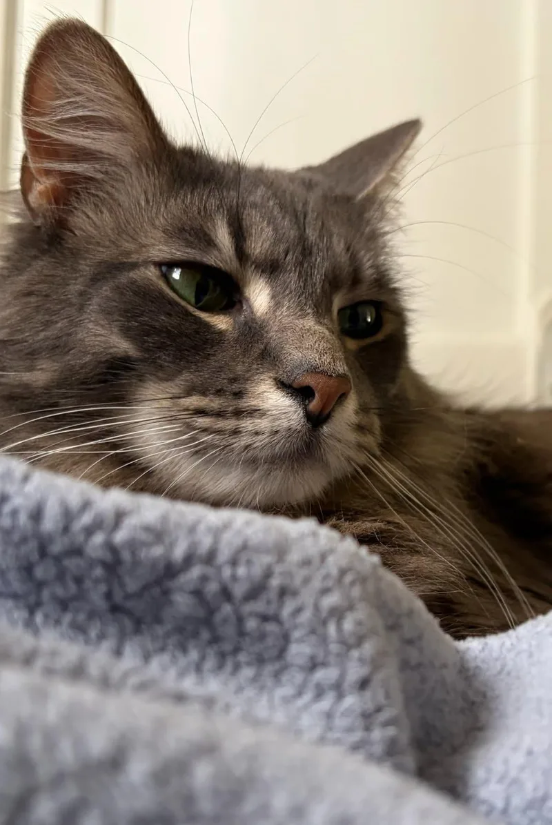 Valentine Lovingbonded To Midnight thumbnail 2