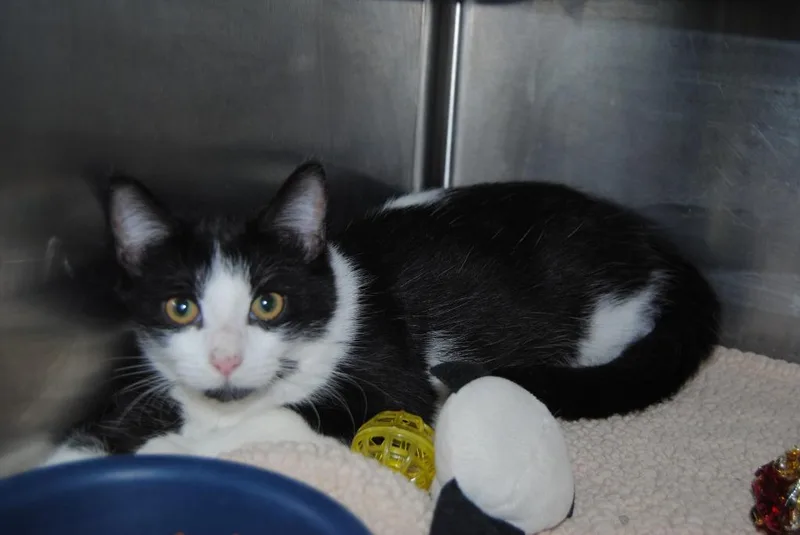 A baby small-sized male Domestic Medium Hair cat named Texas for adoption in Mineral Wells, TX