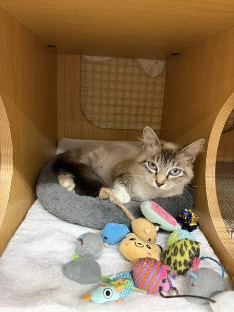 An adult medium-sized female Buff / Tan / Fawn Domestic Medium Hair cat named Sally for adoption in Herndon, VA