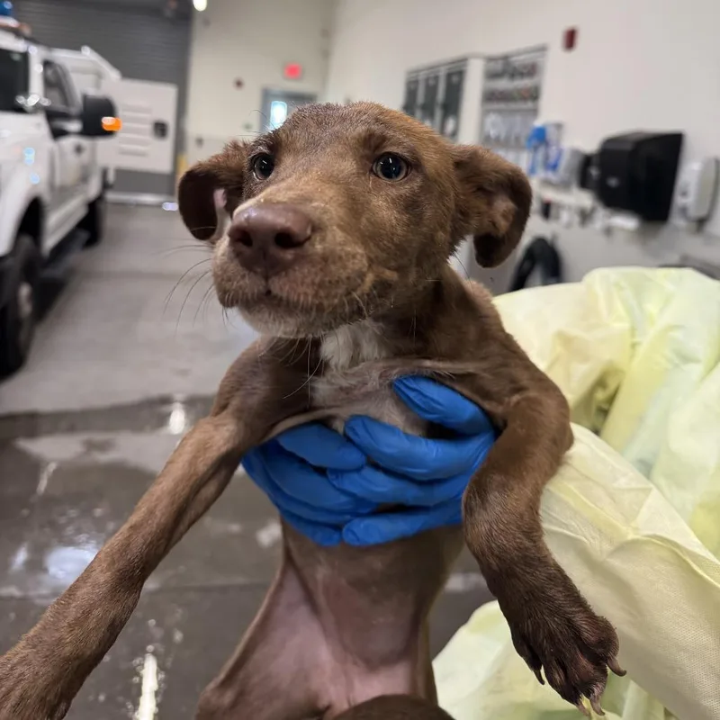 A young small-sized female White / Cream Mixed Breed dog named Sesame for adoption in Las Cruces, NM