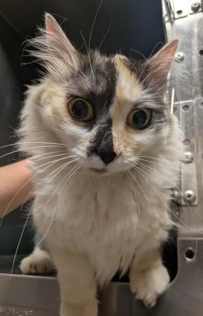 A young medium-sized female Domestic Long Hair cat named Tumble for adoption in Bellingham, WA