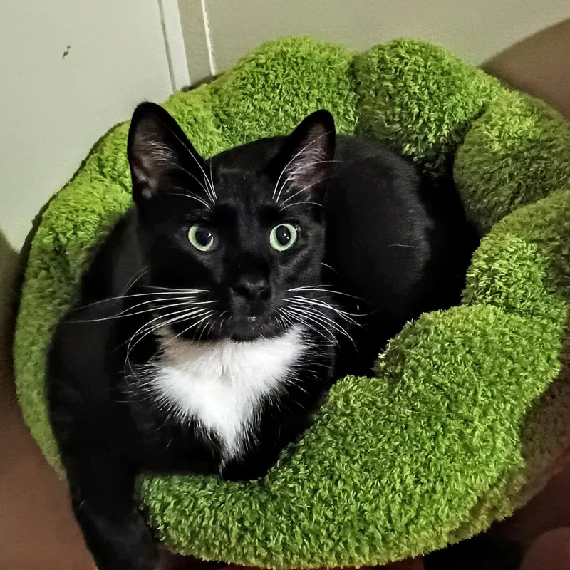 A young medium-sized male Black & White / Tuxedo Domestic Medium Hair cat named Nyx for adoption in Marion, NC