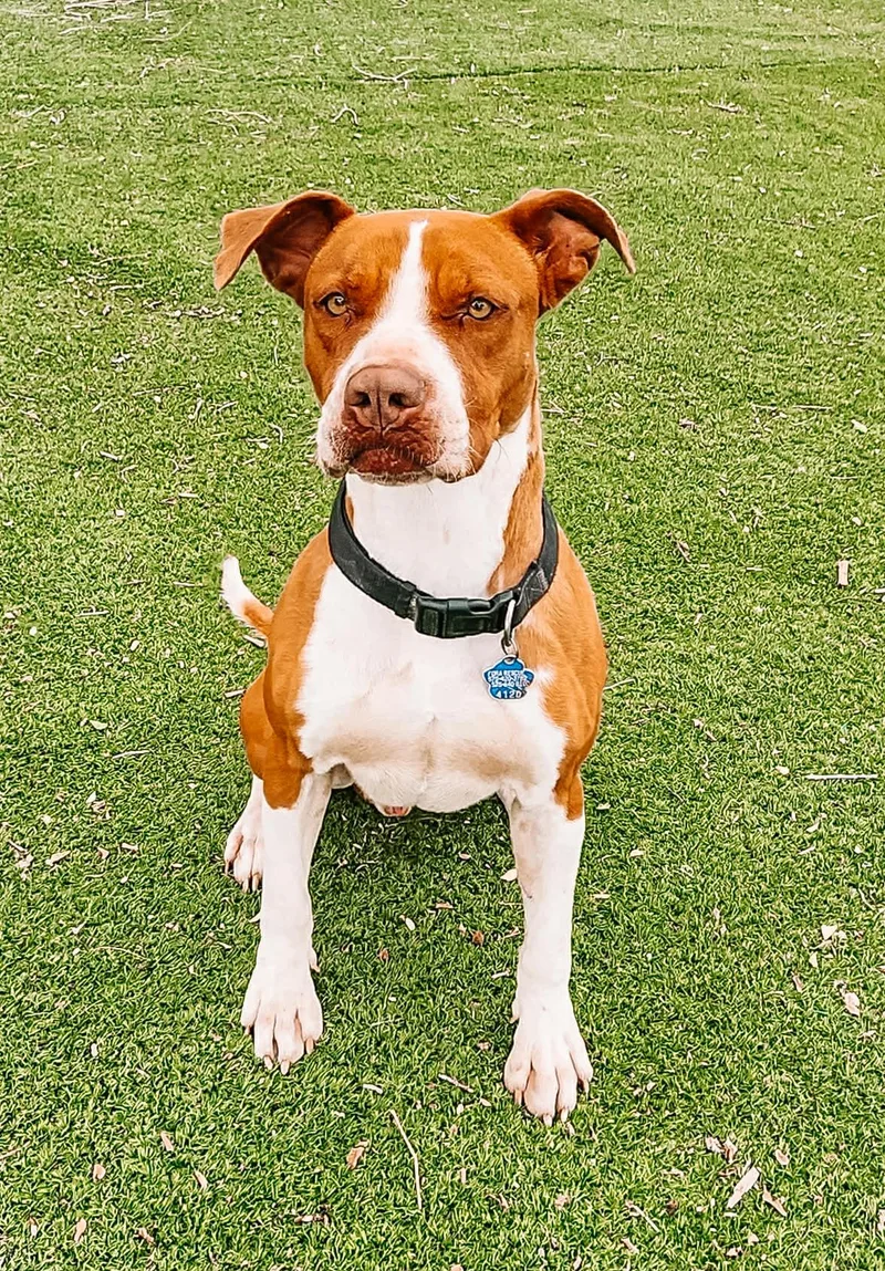 An adult medium-sized male Brown / Chocolate Pit Bull Terrier dog named Diego for adoption in Roswell, NM