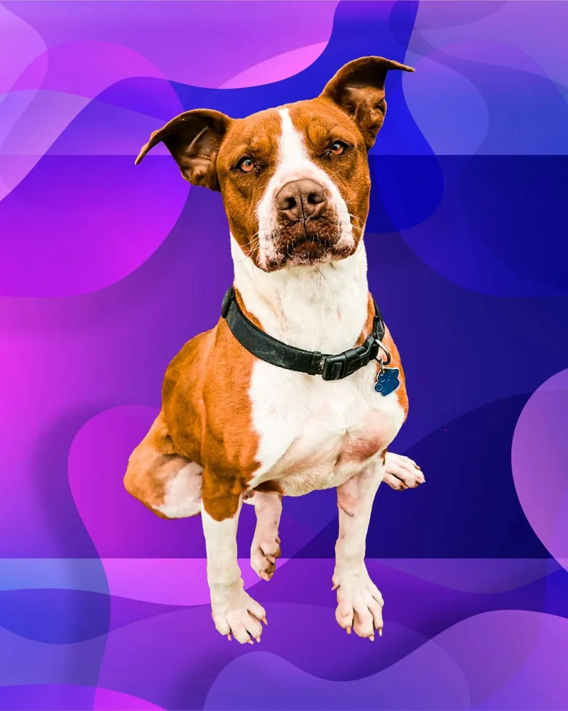 Diego thumbnail 4