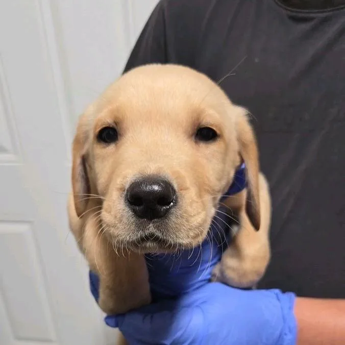 Ct Printer thumbnail 2