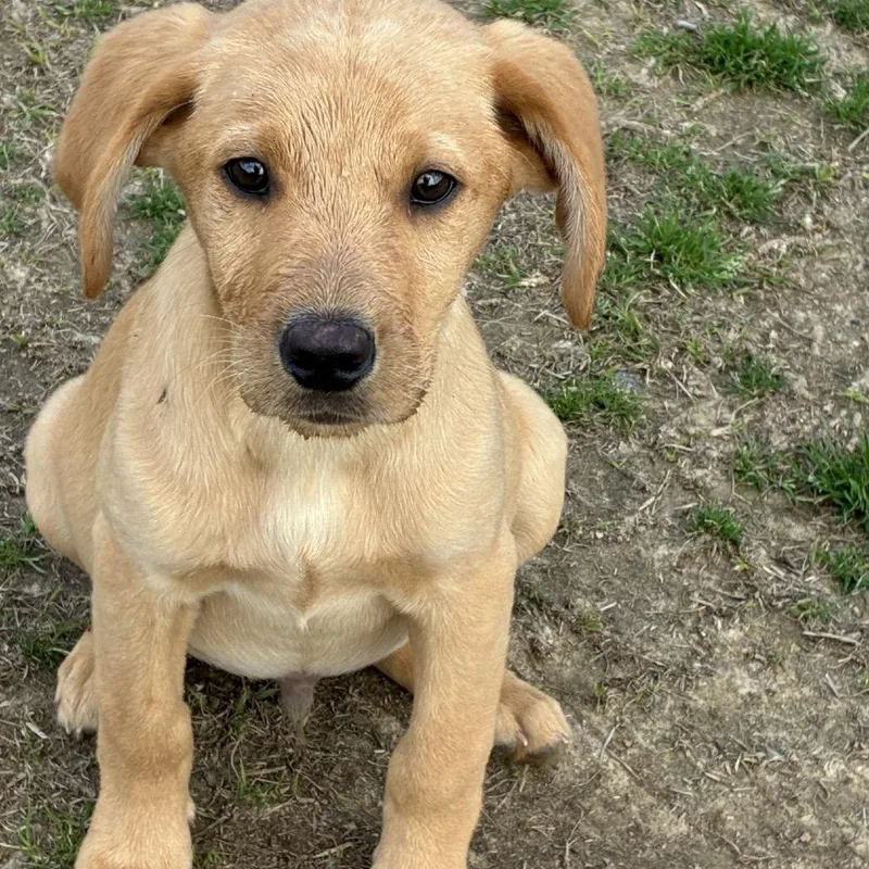 Ct Printer thumbnail 3