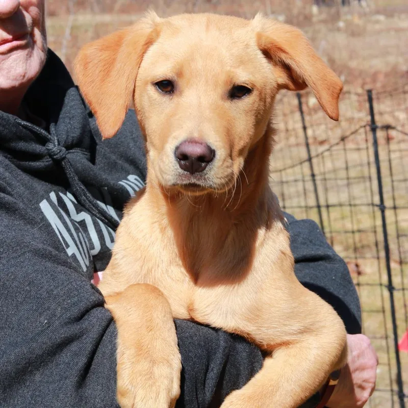 Ct Printer thumbnail 5