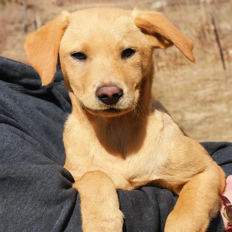 Ct Printer thumbnail 6