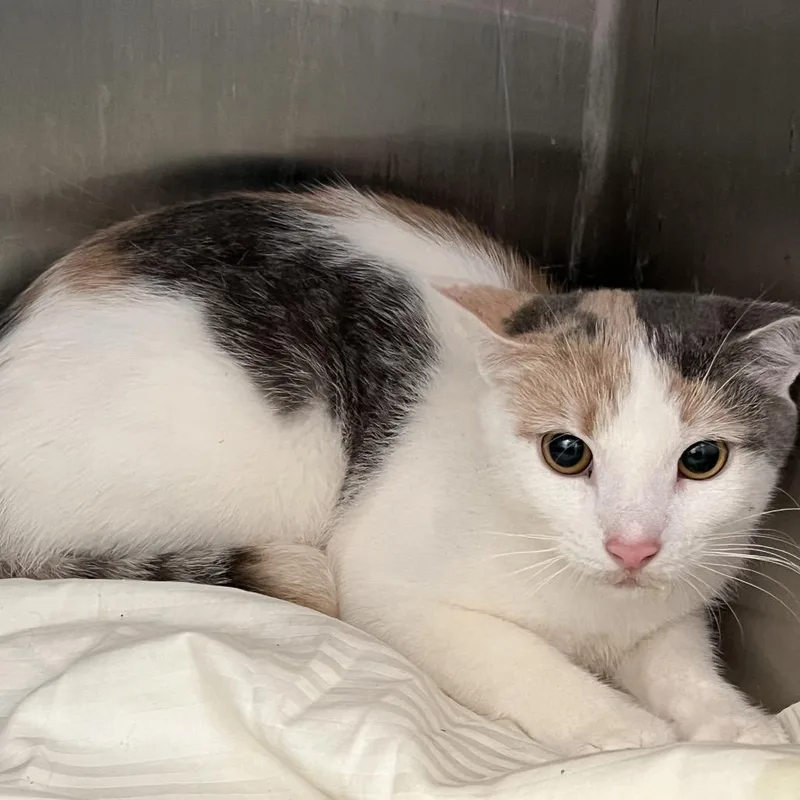 A young medium-sized female White Domestic Short Hair cat named Rosetta FKA Lucky for adoption in Philadelphia, PA