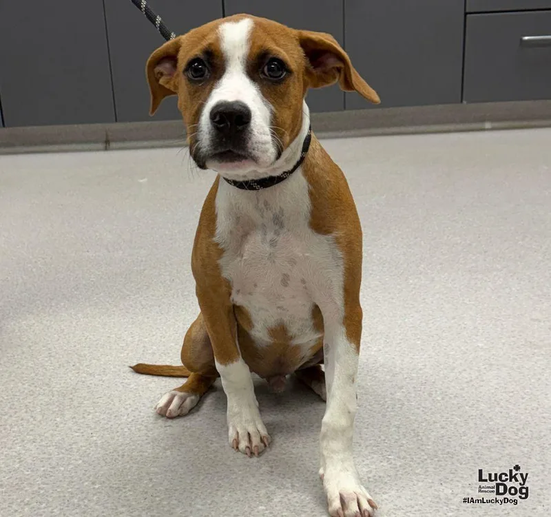 A baby large-sized male Boxer dog named Teller for adoption in Washington, DC