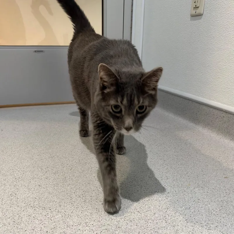 An adult large-sized male Domestic Short Hair cat named Pishi for adoption in Murray, UT