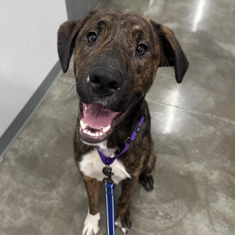 A young small-sized male Brindle Shepherd dog named Goose for adoption in Mount Vernon, IN
