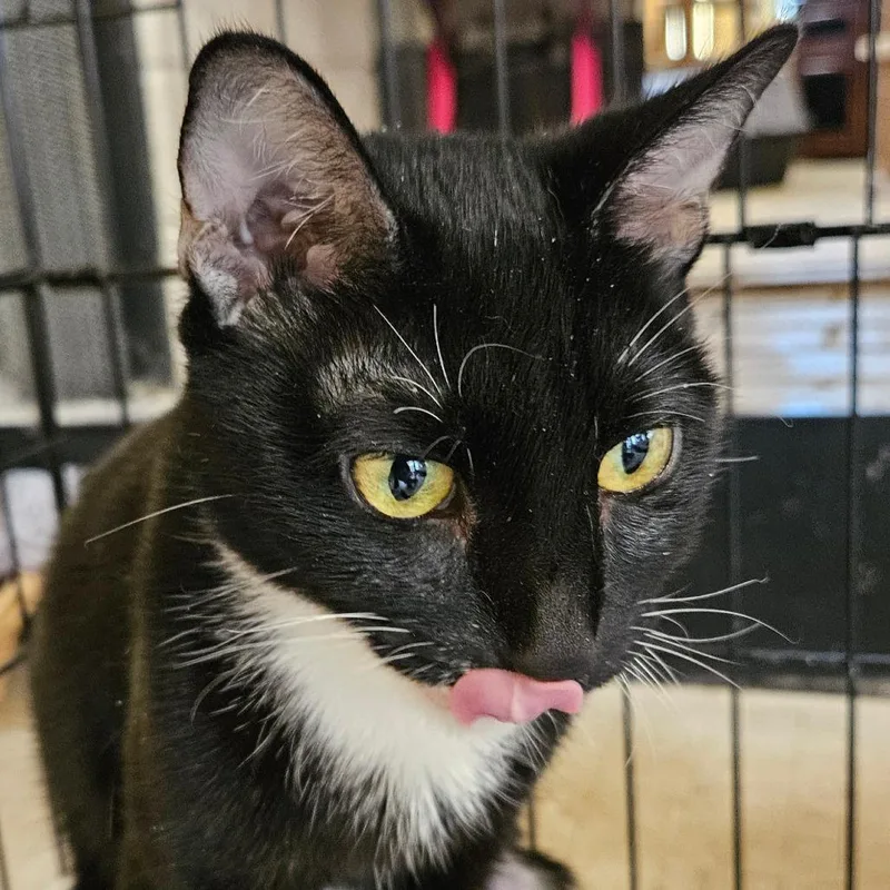 A young small-sized female Domestic Short Hair cat named Roo for adoption in Las Vegas, NV