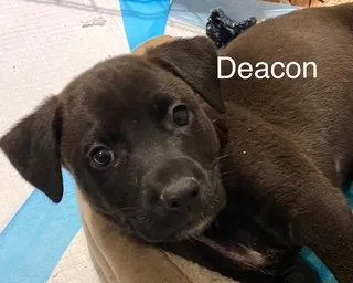 Deacon
