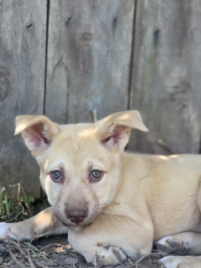 A baby medium-sized female Labrador Retriever dog named Snookie for adoption in Port Angeles, WA