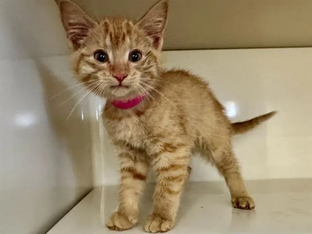 A baby small-sized female Domestic Short Hair cat named Simone for adoption in Saint Louis, MO