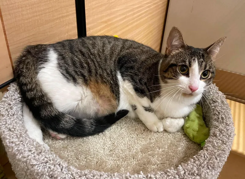 An adult medium-sized female Tabby (Brown / Chocolate) Domestic Short Hair cat named ChiChi for adoption in Sterling Heights, MI