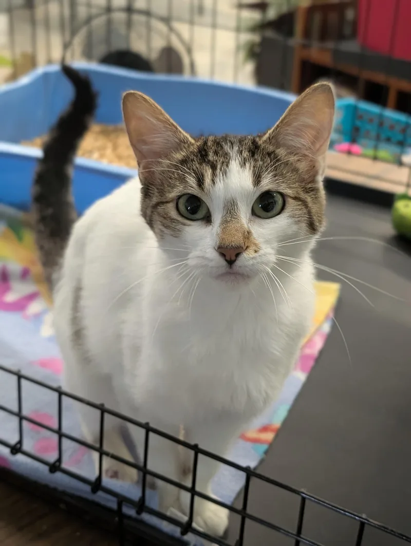 A young medium-sized female White Domestic Short Hair cat named Charlotte for adoption in Tilton, IL