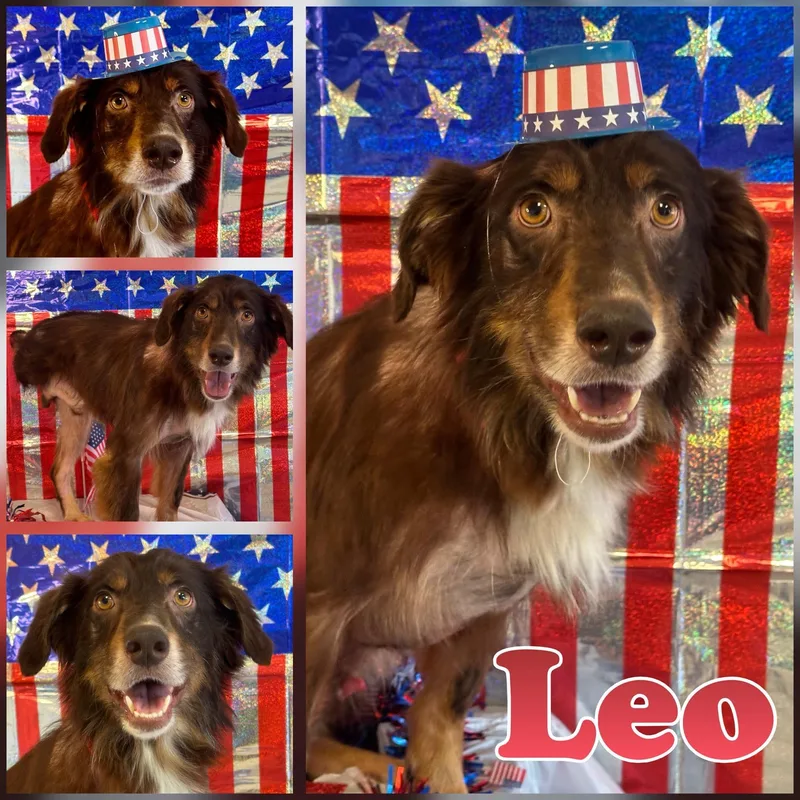 An adult medium-sized male Merle (Red) Australian Shepherd dog named Leo for adoption in Hatfield, PA