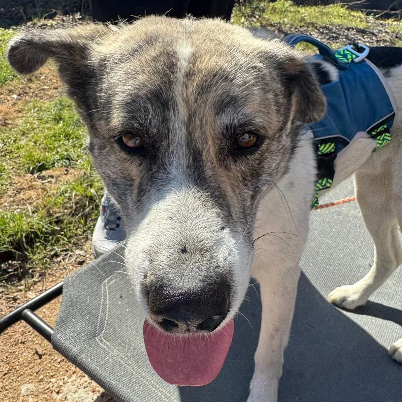 Santiago thumbnail 3