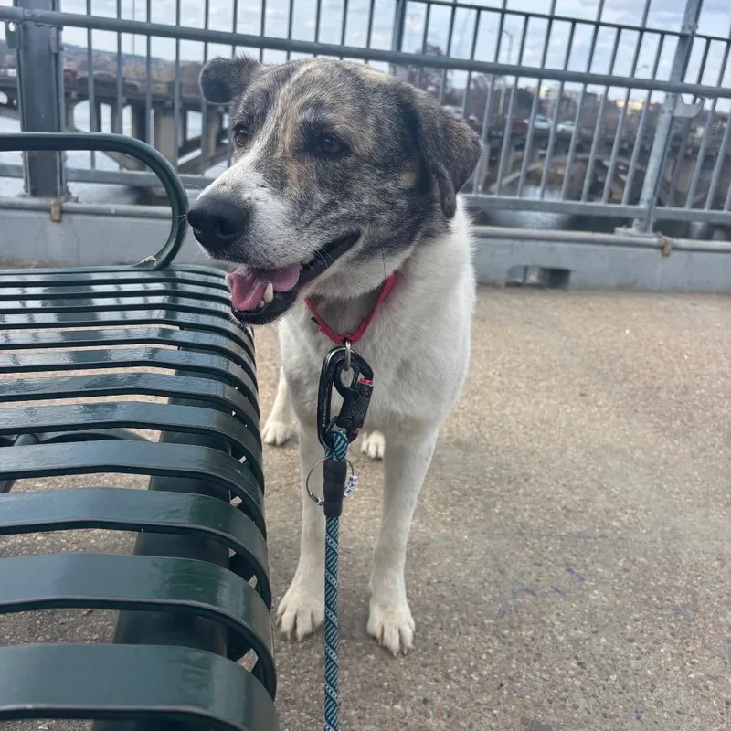 Santiago thumbnail 4