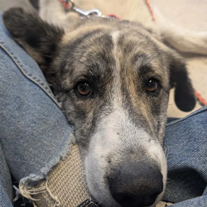 Santiago thumbnail 6