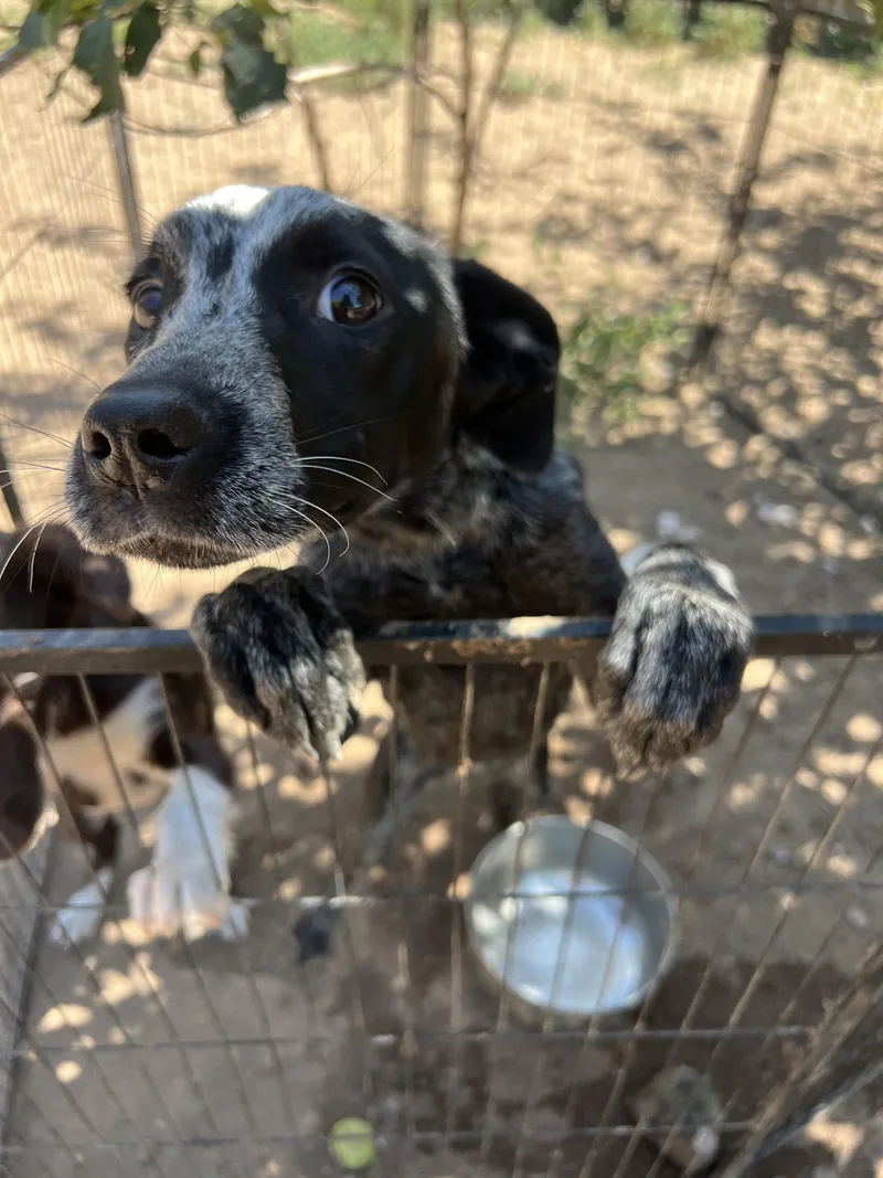 A young medium-sized female White / Cream Australian Cattle Dog / Blue Heeler dog named Bluebell for adoption in Fort Collins, CO