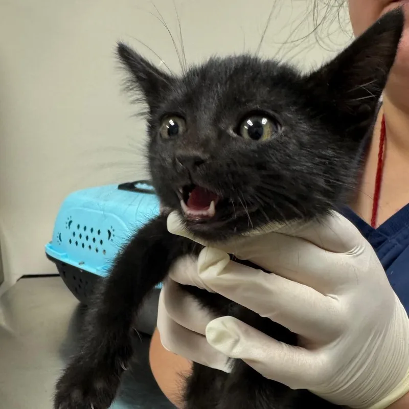 A baby small-sized male Black Domestic Short Hair cat named Jimmy Johns for adoption in Reno, NV
