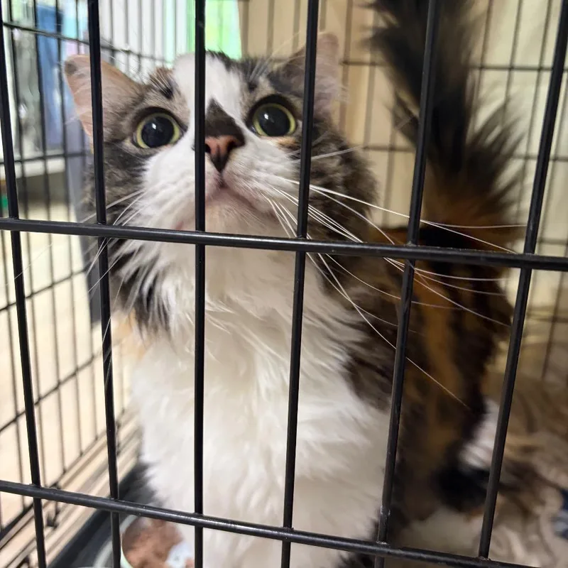 An adult large-sized female Domestic Long Hair cat named Misty for adoption in Cumming, GA