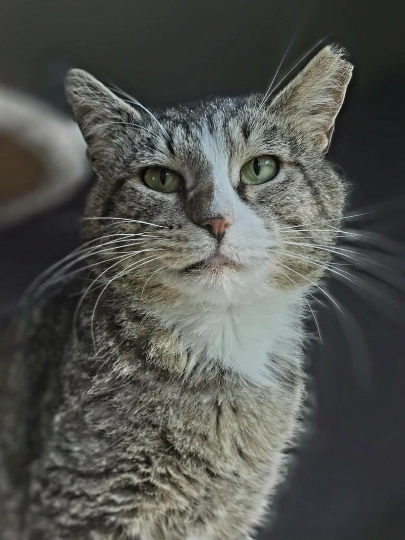 An adult medium-sized male Tabby (Brown / Chocolate) Domestic Short Hair cat named Albert for adoption in Bristol, TN
