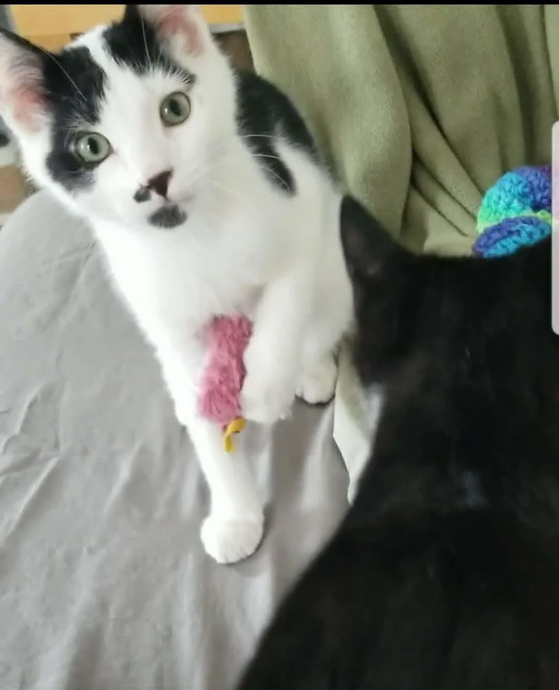 A baby medium-sized male Black & White / Tuxedo Domestic Short Hair cat named Fievel for adoption in Colmar, PA