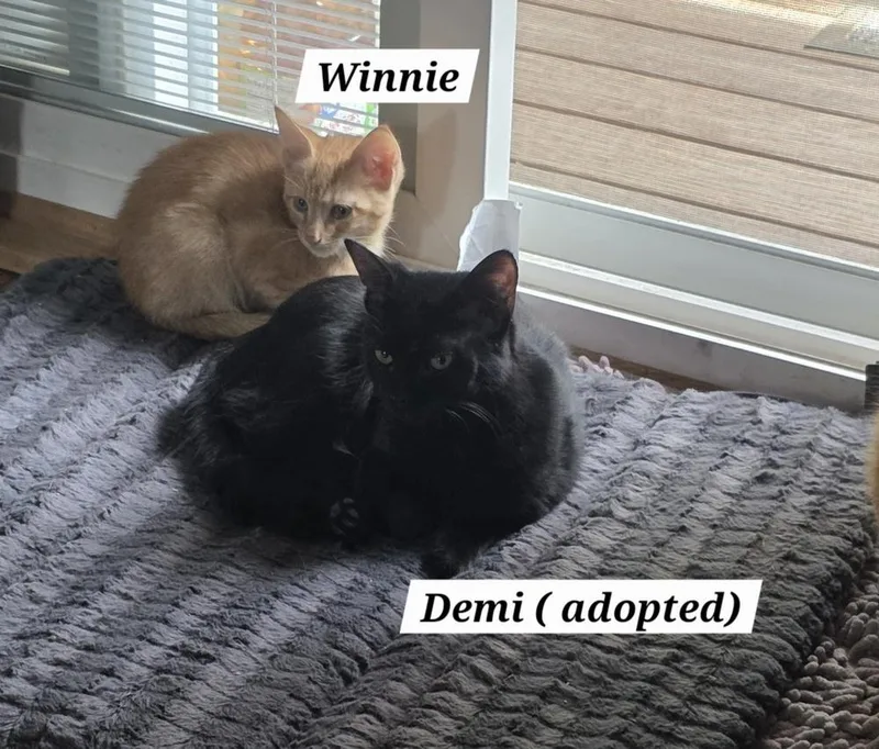 Winnie