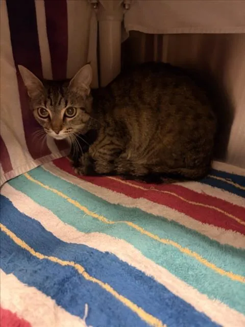 A young small-sized female Domestic Short Hair cat named Nova for adoption in Derwood, MD