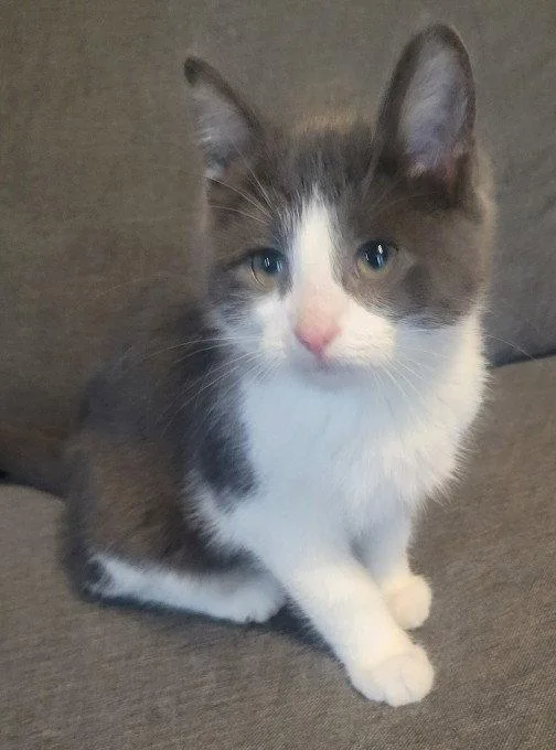 A baby medium-sized male Gray & White Domestic Short Hair cat named Theodore for adoption in Shawnee, KS
