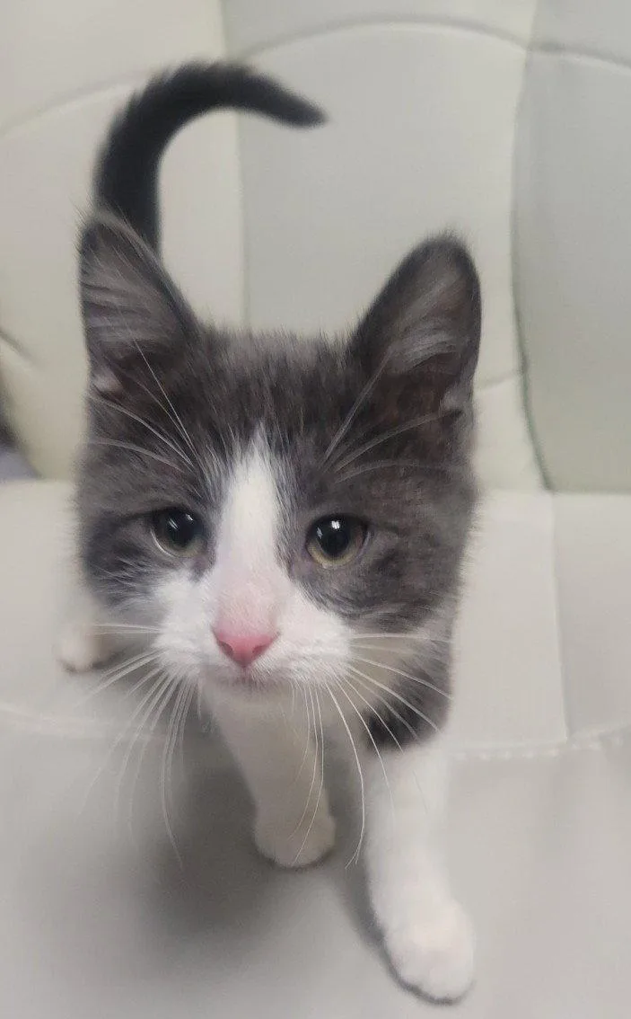 Theodore thumbnail 2