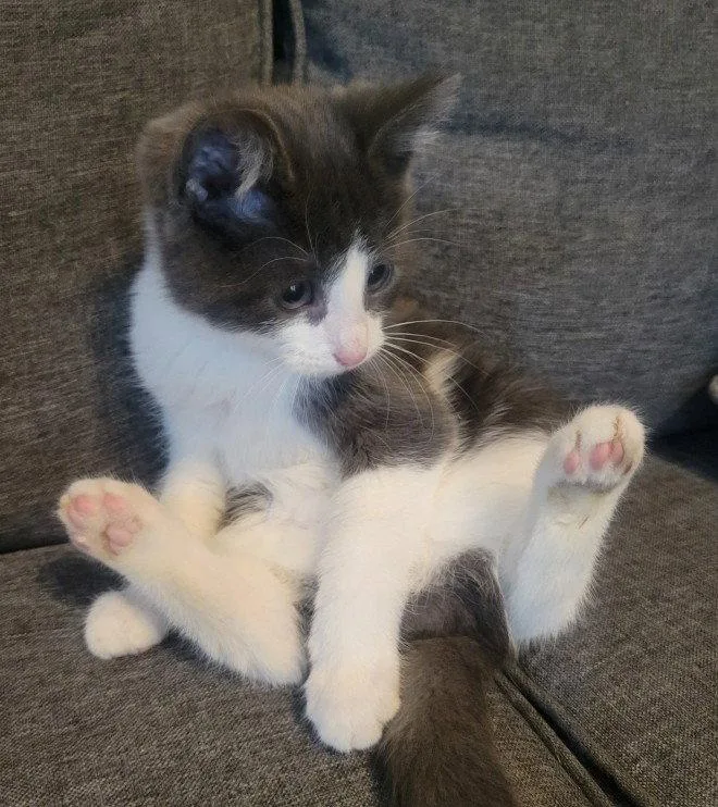 Theodore thumbnail 3