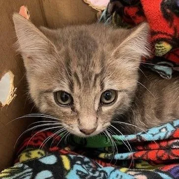 A baby small-sized female Gray / Blue / Silver Domestic Medium Hair cat named Charmer for adoption in Long Beach, CA