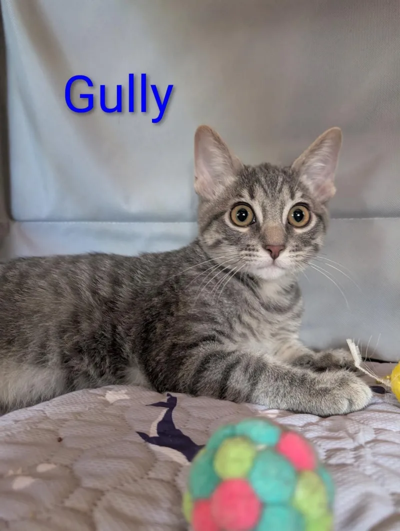 A baby small-sized male Gray / Blue / Silver Domestic Short Hair cat named Gully Heber for adoption in Chandler, AZ