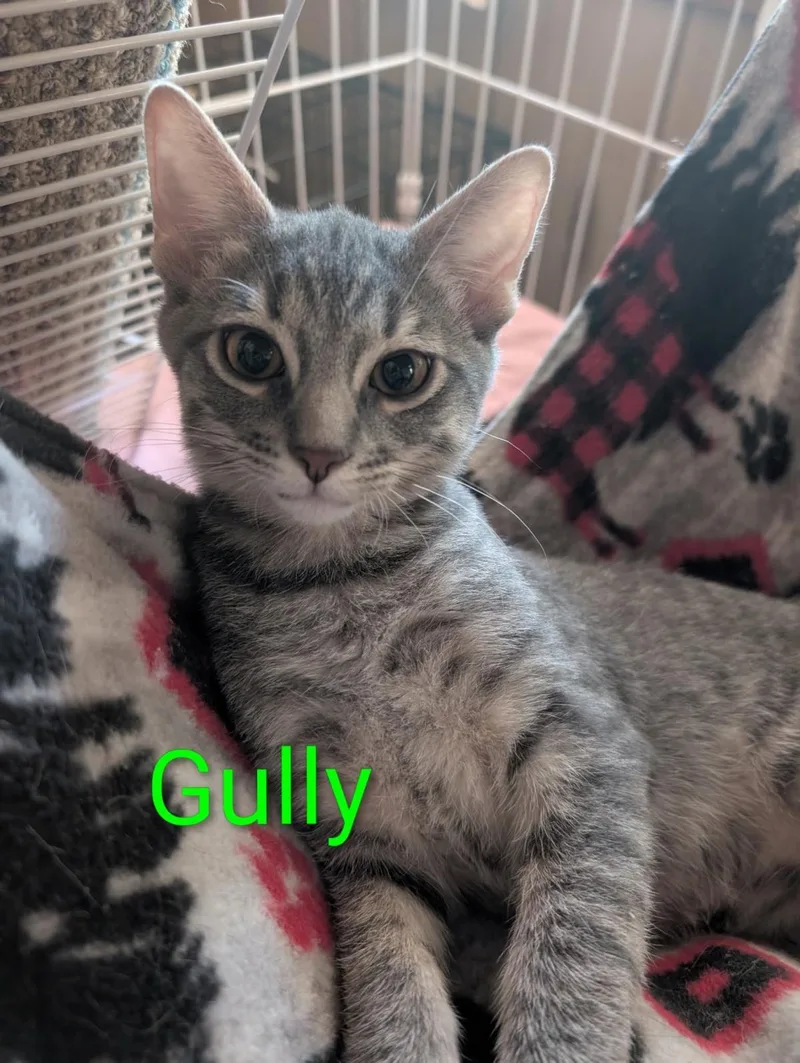 Gully Heber thumbnail 2