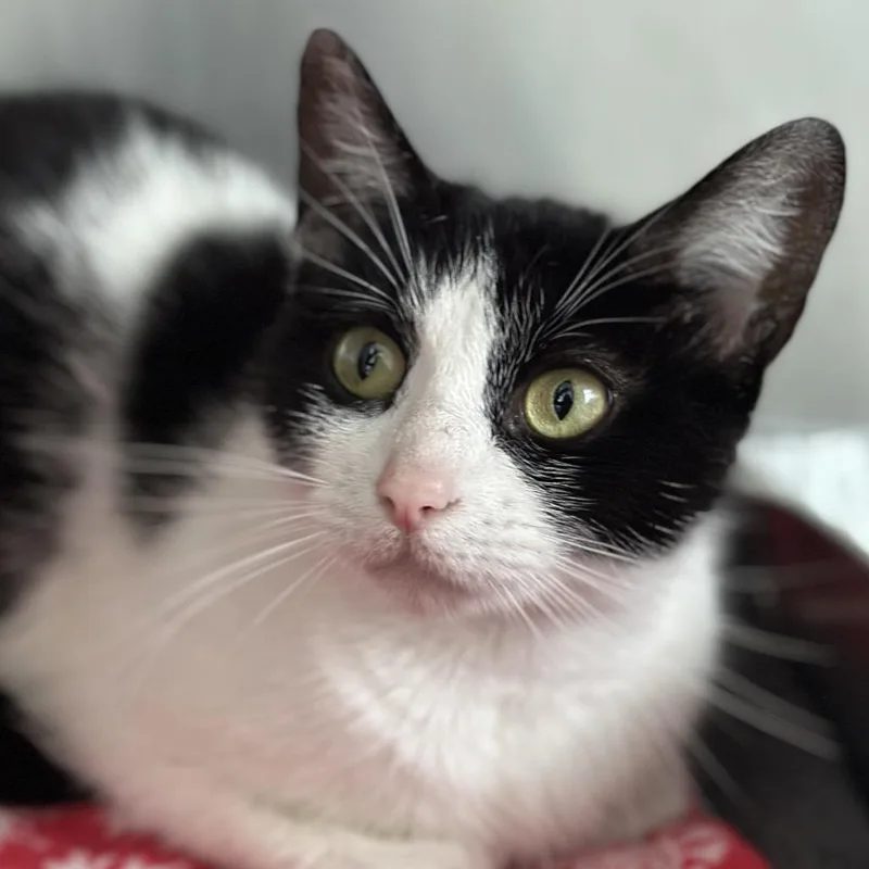 An adult medium-sized female White Domestic Short Hair cat named Gracie for adoption in Matteson, IL