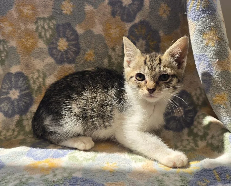 A baby small-sized female Domestic Short Hair cat named CIA Informant for adoption in Dickson, TN