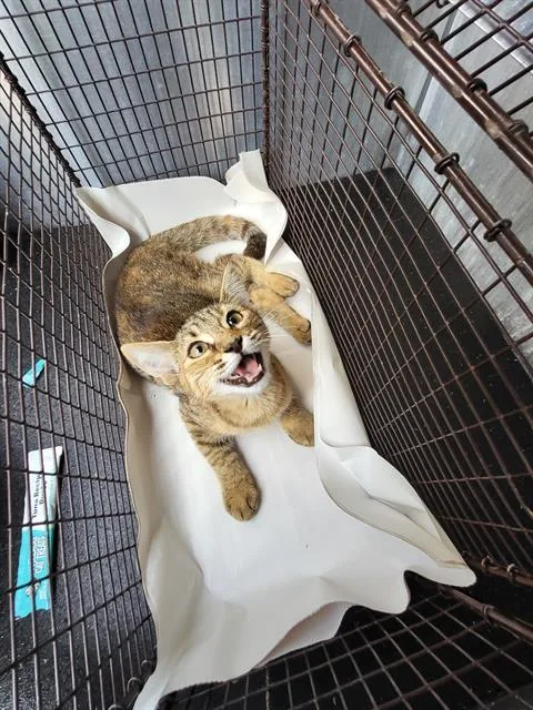 A baby small-sized female Domestic Short Hair cat named Penelope for adoption in San Antonio, TX