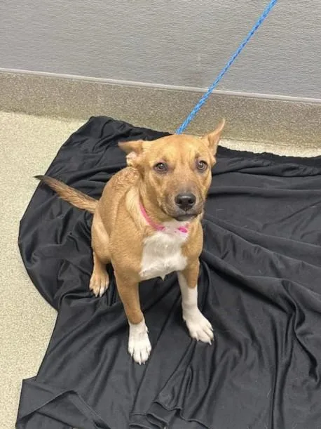 A young small-sized female Australian Kelpie dog named Sugar Plum for adoption in Las Vegas, NV
