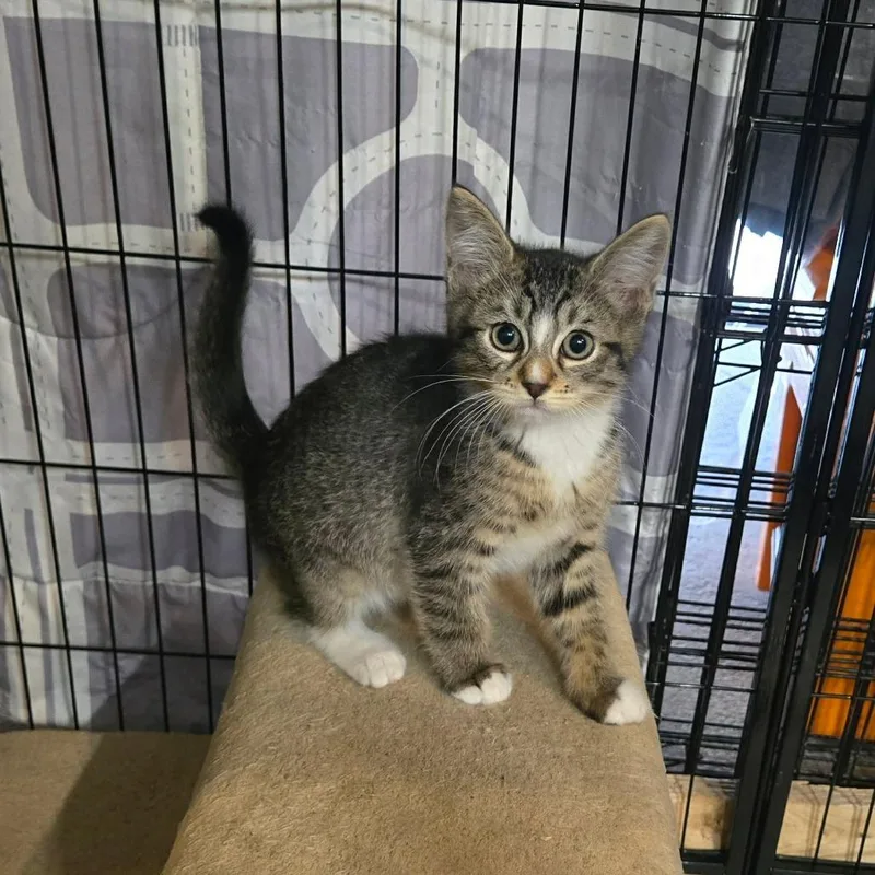 A baby small-sized male Domestic Medium Hair cat named Steve for adoption in Allyn, WA