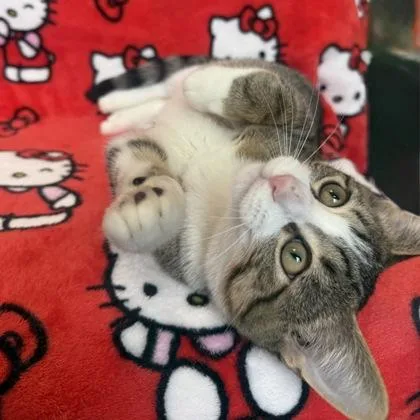 A baby small-sized male Domestic Short Hair cat named Tigger for adoption in Janesville, WI