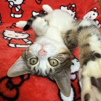 Tigger thumbnail 2